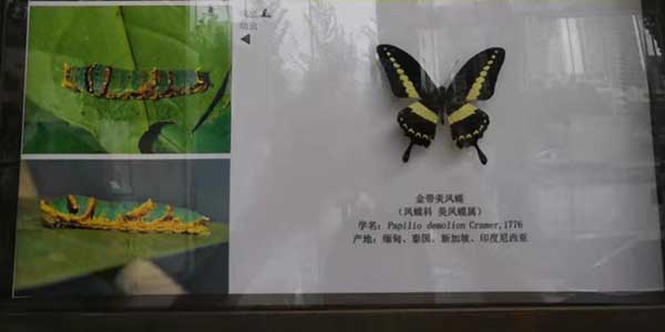 蝴蝶引发的人生思索-91视频精选气动工具